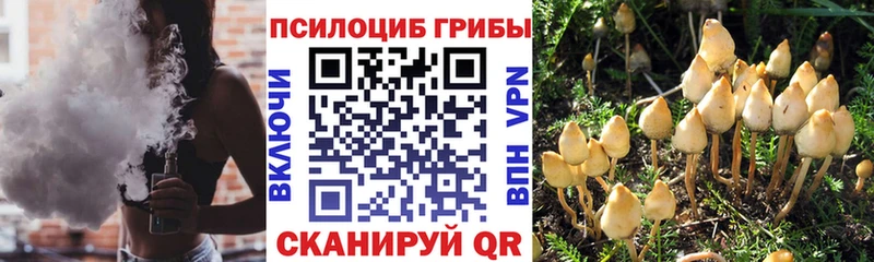 наркота  Шелехов  Псилоцибиновые грибы Cubensis 